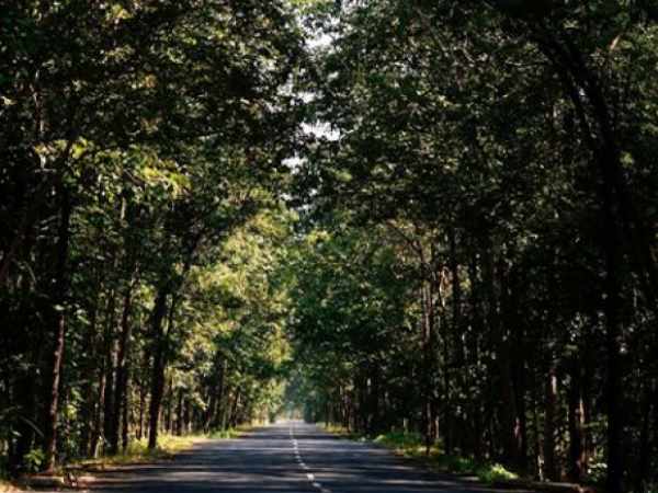 ಅರಣ್ಯ ಇಲಾಖೆಯಿಂದ ಸಂಪೂರ್ಣ ಸಹಕಾರ