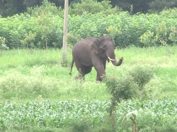 ಹೇಗೆ ಆನೆಗಳಿಂದ ರಕ್ಷಿಸಿಕೊಳ್ಳಬೇಕು?