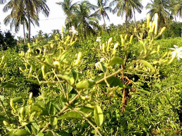 ಇಳುವರಿ ಬಹಳ ಕಡಿಮೆ