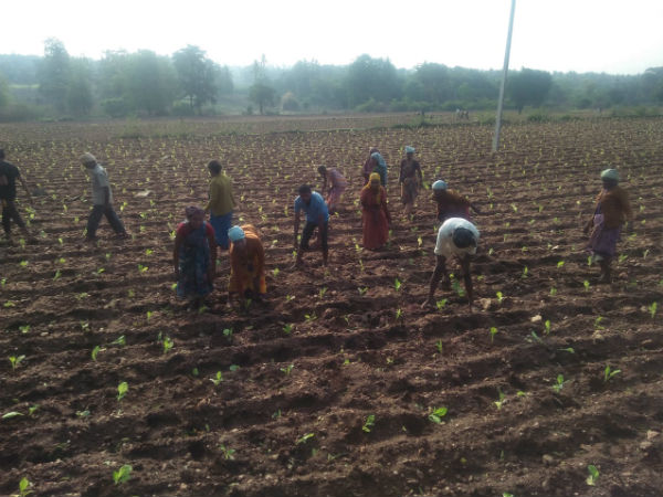 ರೈತರಿಗೆ ಬಿತ್ತನೆ ಬೀಜ ಪೂರೈಕೆ