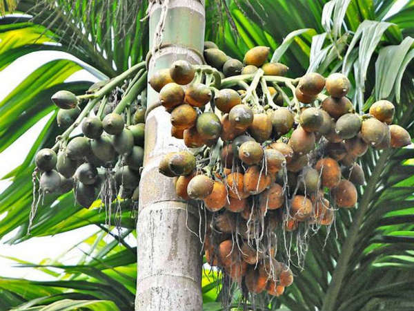 ಲಾಲ್ಕೃಷ್ಣ ಅಭಿಪ್ರಾಯ