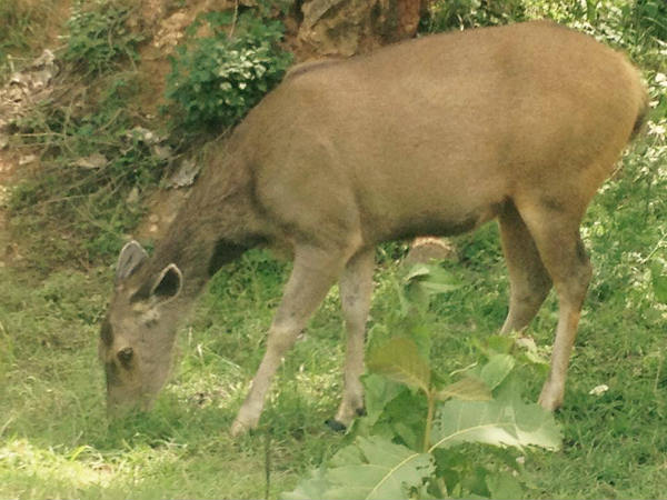 ಸಮೃದ್ಧವಾಗಿರುವ ಕೆರೆ, ಸ್ವಚ್ಛಂದ ವನ್ಯ ಜೀವಿಗಳು