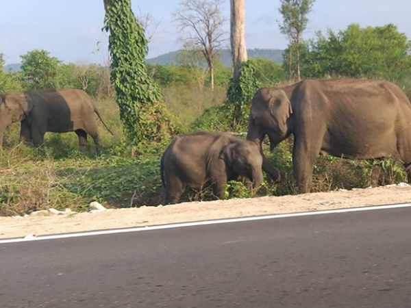 ಬಂಡೀಪುರ ಸಫಾರಿ ಟಿಕೆಟ್ಗೆ ಸಾಲು