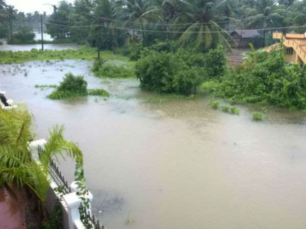 ಬೀಳುವ ಮರಗಳನ್ನು ತೆರವುಗೊಳಿಸಬೇಕು