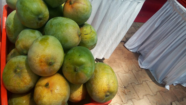 ಎಂಜಿನಿಯರ್ಗಳೆಲ್ಲ ಒಟ್ಟುಗೂಡಿ ಬೆಳೆದ ನೈಸರ್ಗಿಕ ಮಾವು