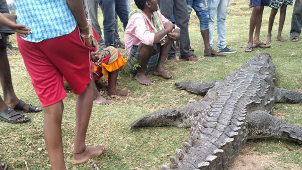 300 ಕೆ.ಜಿ.ತೂಕವಿದ್ದ ಮೊಸಳೆ