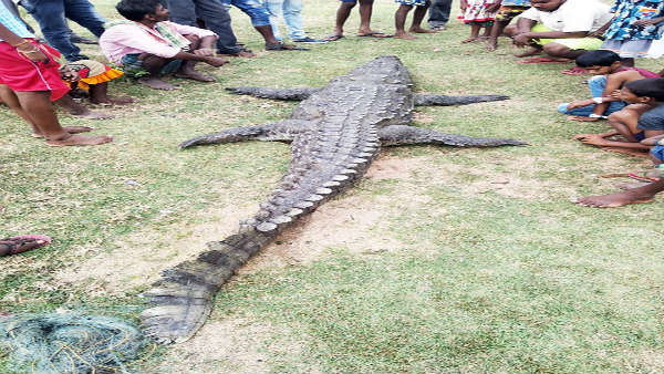 ಮೊಸಳೆಯ ಪರೀಕ್ಷೆ ಮಾಡಿದ ವನ್ಯಜೀವಿ ಅಧಿಕಾರಿಗಳು