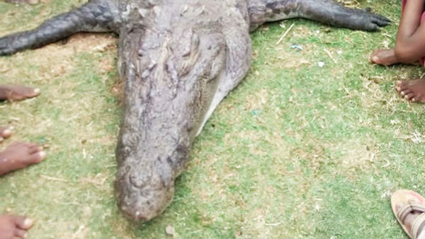 ಮೊಸಳೆಯ ಆಯಸ್ಸೆಷ್ಟು?