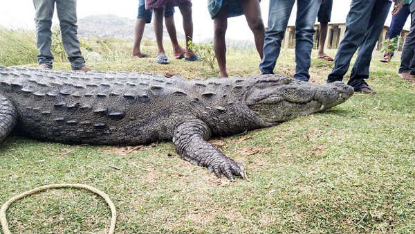 ಮನುಷ್ಯರನ್ನು ಗಾಯಗೊಳಿಸಿದ ಉದಾಹರಣೆಯೂ ಇದೆ