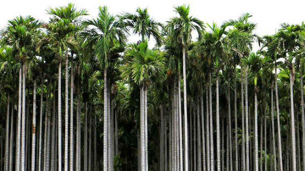 ಅಡಿಕೆ ಕೃಷಿ ಮುಂದುವರಿಕೆಗೆ ಸಹಾಯ