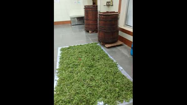 ಉದ್ಯಾವರದ ಆಯುರ್ವೇದಿಕ್ ಕಾಲೇಜಿನಲ್ಲಿ ಬಳಕೆ