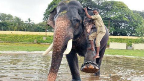 20 ವರ್ಷದಿಂದ ದಸರೆಯಲ್ಲಿ ಭಾಗವಹಿಸುತ್ತಿದ್ದಾನೆ ಅರ್ಜುನ