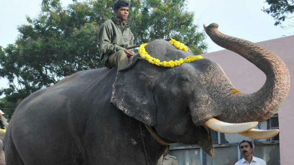 ಹೆಸರಿಗೆ ತಕ್ಕಂತೆ ಶಕ್ತಿಶಾಲಿ ಈ ಅಭಿಮನ್ಯು