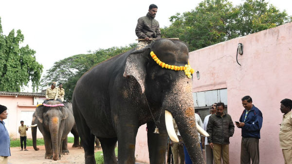 ಮೊದಲ ಬಾರಿ ದಸರೆ ಗಜಪಡೆಗೆ ಈಶ್ವರ ಸೇರ್ಪಡೆ