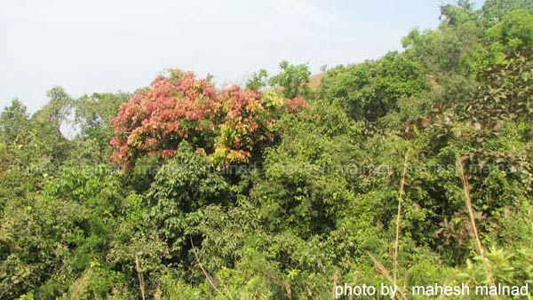 ಸಂತೋಷ್ ಪತ್ತೆಗೆ 80 ಜನರ ತಂಡ