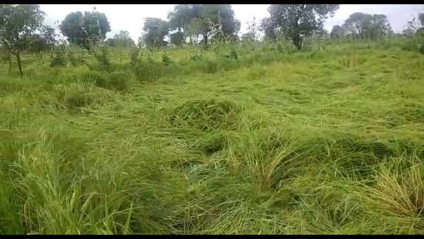 ಕೊಚ್ಚಿ ಹೋಗಿದೆ ಕೈಗೆ ಬಂದ ಬೆಳೆ