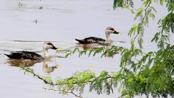 ಹಿಂಗಾರು ಮಳೆ ಕೊಟ್ಟ ಹಸಿರು ಫಲ