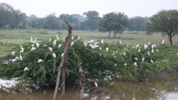 ಡಿಸೆಂಬರ್ ನಲ್ಲಿ ವಿದೇಶಿ ಹಕ್ಕಿಗಳ ನಿರೀಕ್ಷೆ