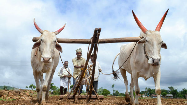 ಹೈನುಗಾರಿಕೆಗೆ ಹೊಡೆತ ಬೀಳಲಿದೆ