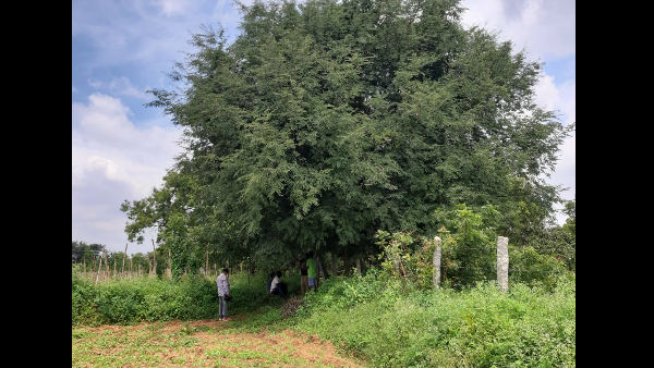 ಆಯುರ್ವೇದದಲ್ಲಿ ಈ ಹುಣಸೆಯದ್ದು ಬಹುಬಳಕೆ