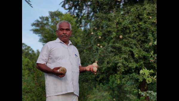 ಒಣಭೂಮಿಯಲ್ಲಿ ಬಂಗಾರದ ಬೆಳೆ
