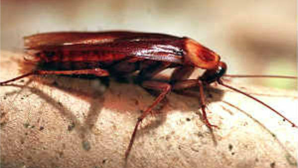 ಹತ್ತಕ್ಕೂ ಹೆಚ್ಚು ಮರಿಗಳು