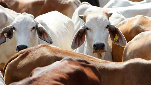 ಒಂದು ಲೀಟರ್ ಗೋ ಮೂತ್ರದಲ್ಲಿ 10 ಮಿಲಿ ಗ್ರಾಂ ಚಿನ್ನ