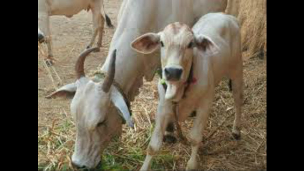 ರಾಸಾಯನಿಕ ಪ್ರಕ್ರಿಯೆಗಳು