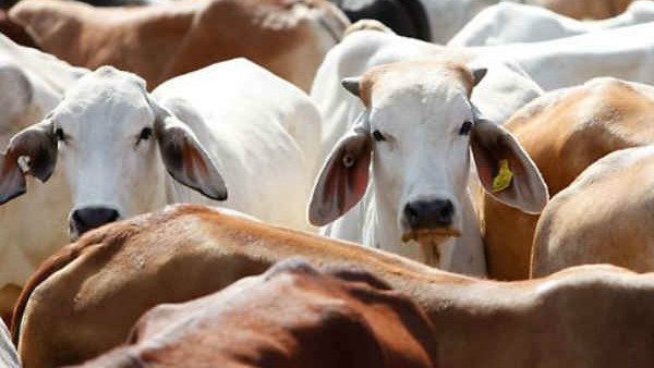 ಹಸು ನಮ್ಮ ತಾಯಿ