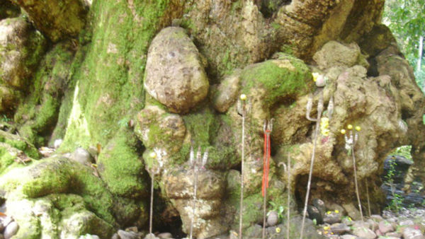ಅಪರೂಪದ ವನ್ಯಜೀವಿಗಳ ಆವಾಸ ಸ್ಥಾನ