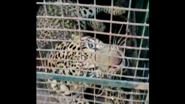 Leopard fell Into The Bone Leopard fell Into The Bone