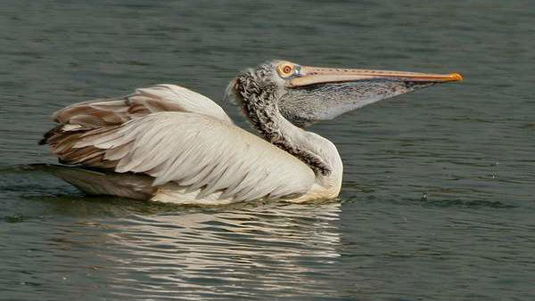 ಕಾಡಿದೆ ಹಕ್ಕಿ ಜ್ವರದ ಆತಂಕ