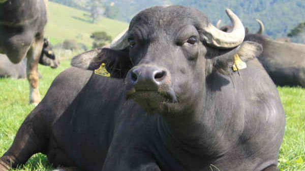ಇಂಡೋನೇಶಿಯಾ ಮೇಲೆ ಅವಲಂಬಿತ