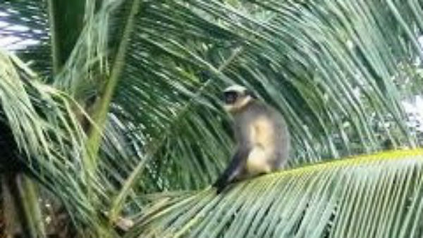 ನಾಯಿ ಬೊಗಳುವ ಶಬ್ದ ಮೂಲಕ ಬೆಳೆ ರಕ್ಷಣೆ