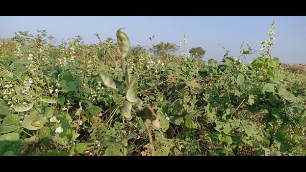 ರೈತರಿಗೆ ತಲುಪುತ್ತಿರುವುದೇ ಕಡಿಮೆ ಹಣ