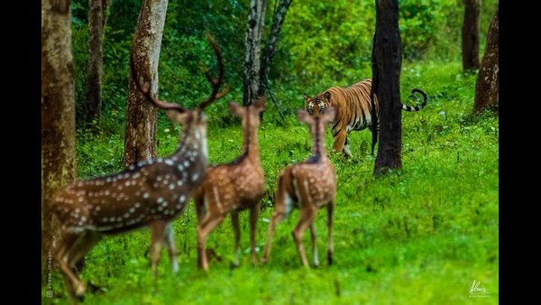 ವಿದೇಶಿಗರ ಆಕರ್ಷಿಸುವ ನಿಸರ್ಗ