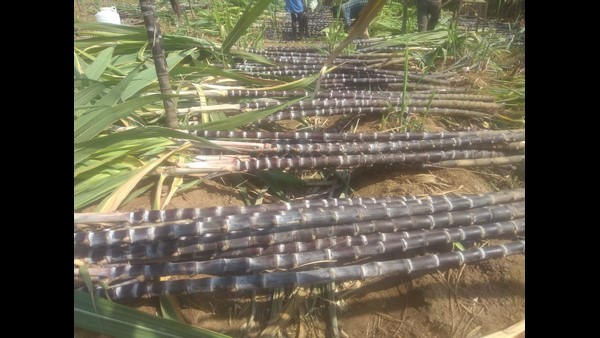 ಸಂಕ್ರಾಂತಿಯಲ್ಲಿ ಕರಿ ಕಬ್ಬಿಗೆ ವಿಶೇಷ ಸ್ಥಾನ