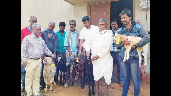 ಕೋಳಿ, ಕುರಿ, ಮೇಕೆ ವಶಪಡಿಸಿಕೊಂಡಿದ್ದ ಪೊಲೀಸರು