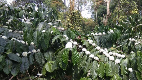 ಕೇರಳದಲ್ಲಿ ಹೆಚ್ಚು ಕೂಲಿ