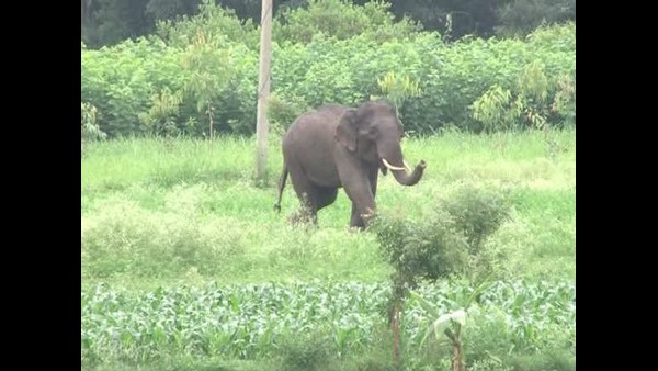 ಊಟಿ-ಮೈಸೂರು ರಸ್ತೆ