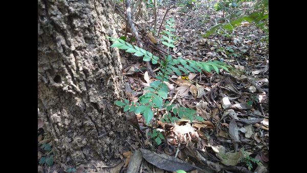 ಕಾಲಾಂತರದಲ್ಲಿ ಹರಡಿಕೊಂಡ ಕರಿಬೇವು