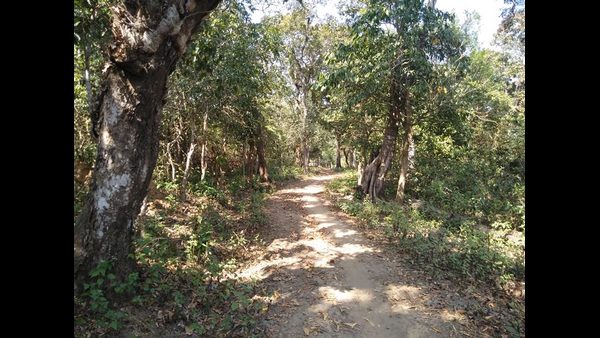 ನಳಮಹಾರಾಜ ನಿರ್ಮಿಸಿದ ಕರಿಬೇವಿನ ಕಾಡು