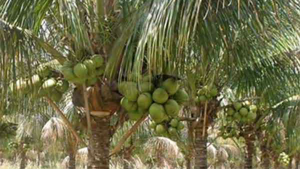 ತೆಂಗಿನಕಾಯಿ ಬೆಲೆ ಇಳಿಕೆ