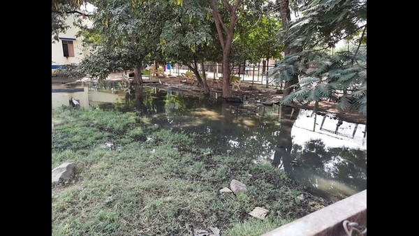 ಹಂದಿಗಳ ಬೀಡಾದ ಆಸ್ಪತ್ರೆ ಆವರಣ