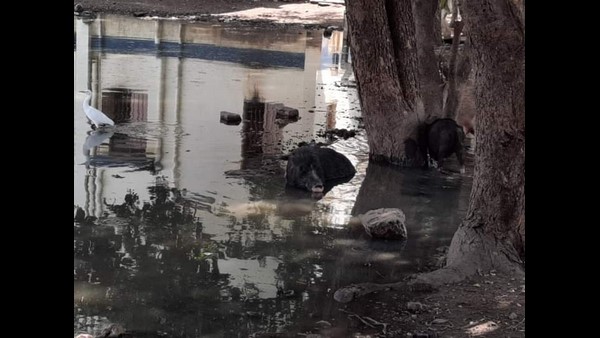 ಚಿಕಿತ್ಸೆಗೆ ಬರುವ ಸಾವಿರಾರು ಜನ