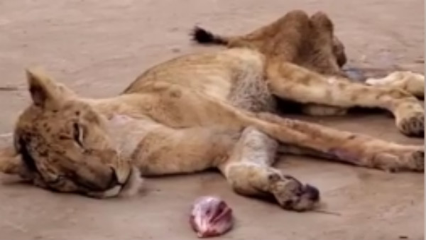 ಸಿಂಹಗಳನ್ನು ರಕ್ಷಿಸಿ
