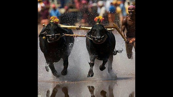 ಕೋಣಗಳ ಸರಾಸರಿ ವೇಗ ಬೋಲ್ಟ್ಗಿಂತಲೂ ಹೆಚ್ಚು