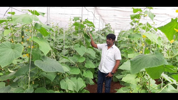 ಹೊಳೆಯಿತು ಮಿಡಿ ಸೌತೆ ಬೆಳೆಯುವ ಆಲೋಚನೆ