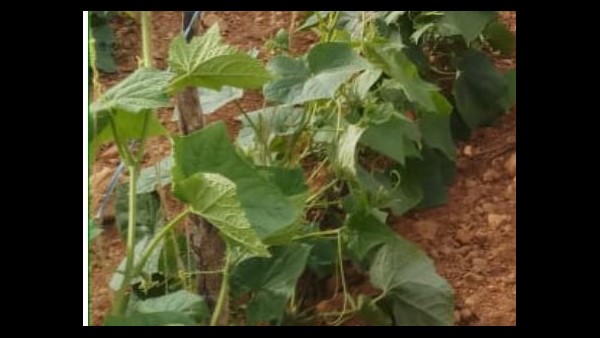 12 ಲಕ್ಷ ರೂಪಾಯಿ ಆದಾಯ