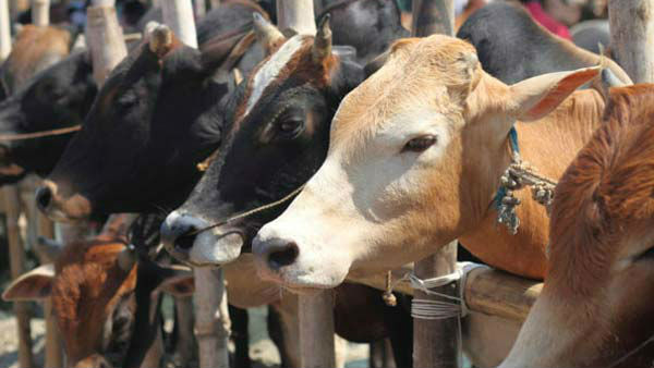ಗೋಶಾಲೆ ನಿರ್ಮಾಣವಾಗಲಿರುವ ಪ್ರಮುಖ ದೇವಾಲಯಗಳು